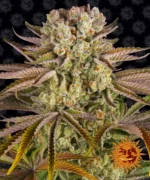 BARNEY'S FARM - PINEAPPLE EXPRESS FEM