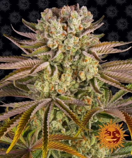 BARNEY'S FARM - PINEAPPLE EXPRESS FEM