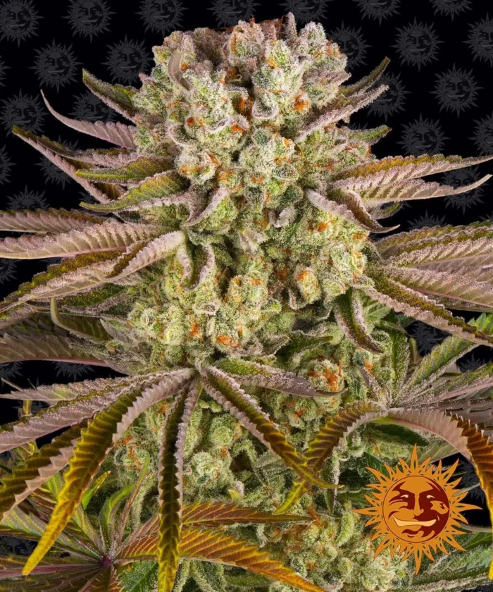 BARNEY'S FARM - PINEAPPLE EXPRESS FEM - immagine 1