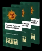 BARNEY'S FARM - PURPLE PUNCH X LEMON DRIZZLE FEM - immagine 2