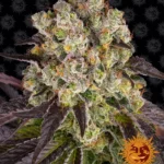 BARNEY'S FARM - PURPLE PUNCH X LEMON DRIZZLE FEM