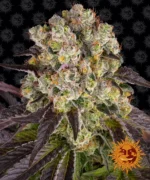 BARNEY'S FARM - PURPLE PUNCH X LEMON DRIZZLE FEM