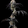 BARNEY'S FARM - RAINBOW SHERBET FEM