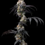 BARNEY'S FARM - RAINBOW SHERBET FEM