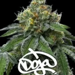 BARNEY'S FARM - RS11 x BANANA OG FEM