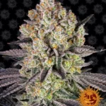 BARNEY'S FARM - RUNTZ FEM