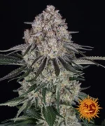 BARNEY'S FARM - SOUR DIESEL AUTO FEM