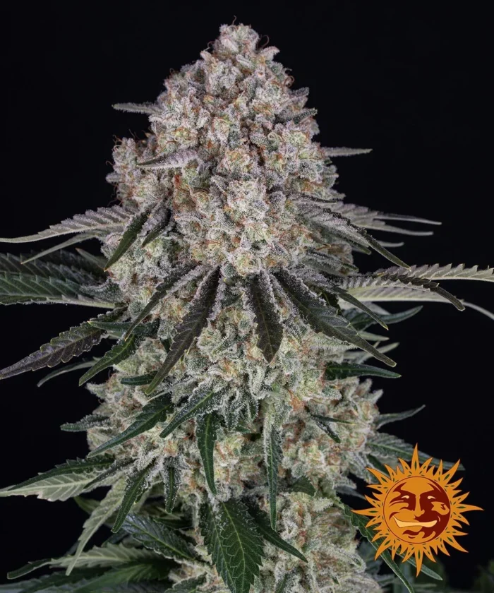 BARNEY'S FARM - SOUR DIESEL AUTO FEM – Image 1