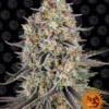 BARNEY'S FARM - SOUR STRAWBERRY FEM
