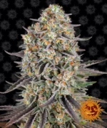BARNEY'S FARM - SOUR STRAWBERRY FEM