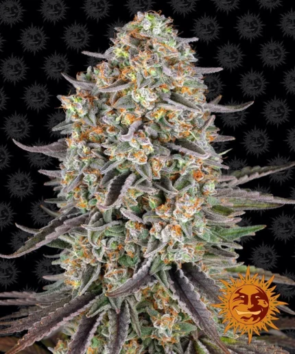 BARNEY'S FARM - SOUR STRAWBERRY FEM