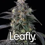 BARNEY'S FARM - SUPER BOOF FEM