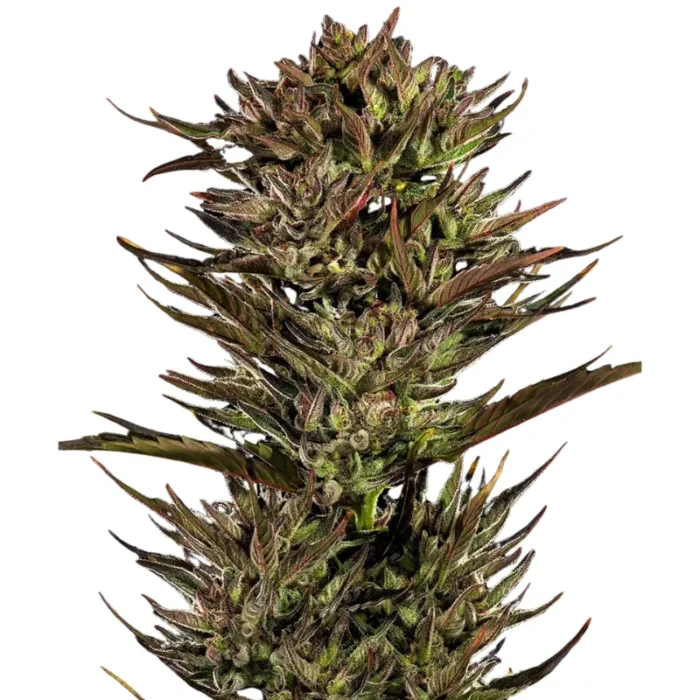 BARNEY'S FARM - THIN MINT X SOUR PINOT AUTO FEM – Image 1