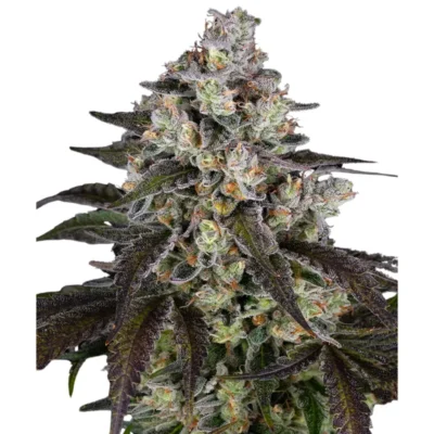 BF_trainkreck_fem_plant.webp BARNEY'S FARM - TRAINWRECK FEM - immagine 1