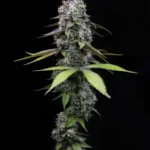 BARNEY'S FARM - ZOAP FEM