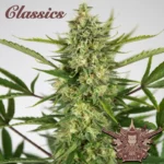 BUDDHA SEEDS - BUDDHA AUTO AK CLASSIC FEM