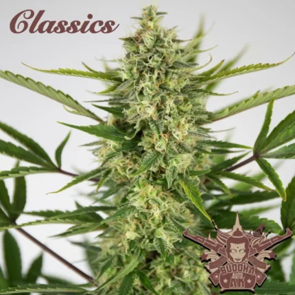 BUDDHA SEEDS - BUDDHA AUTO AK CLASSIC FEM