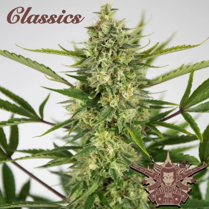 BUDDHA SEEDS - BUDDHA AUTO AK CLASSIC FEM - Image 1