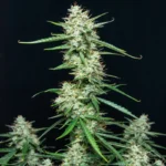 BUDDHA SEEDS - SYRUP AUTO FEM | BLISTER 1x10 SEEDS