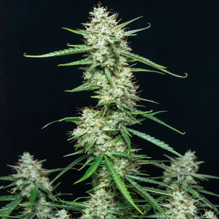 BUDDHA SEEDS - SYRUP AUTO FEM | BLISTER 1x10 SEEDS – Bild 1