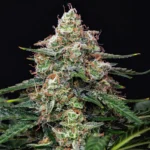 BUDDHA SEEDS - AUTO GORILA FEM