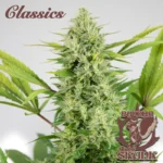 BUDDHA SEEDS - BUDDHA AUTO SKUNK CLASSIC FEM