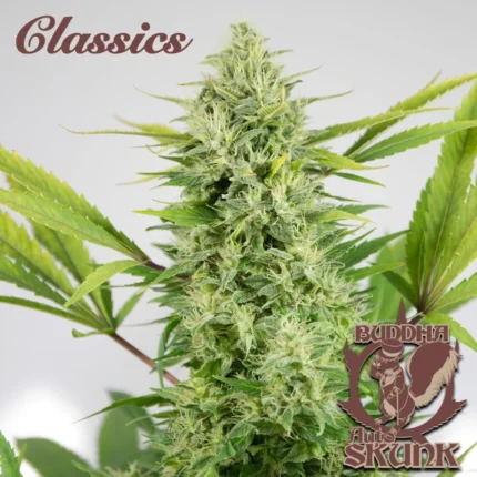 BUDDHA SEEDS - BUDDHA AUTO SKUNK CLASSIC FEM