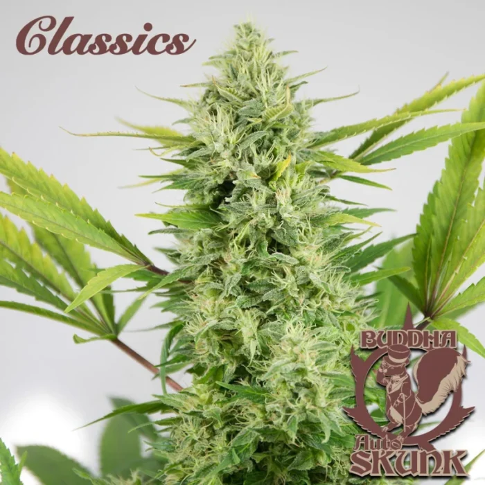 BUDDHA SEEDS - BUDDHA AUTO SKUNK CLASSIC FEM - Imagen 1