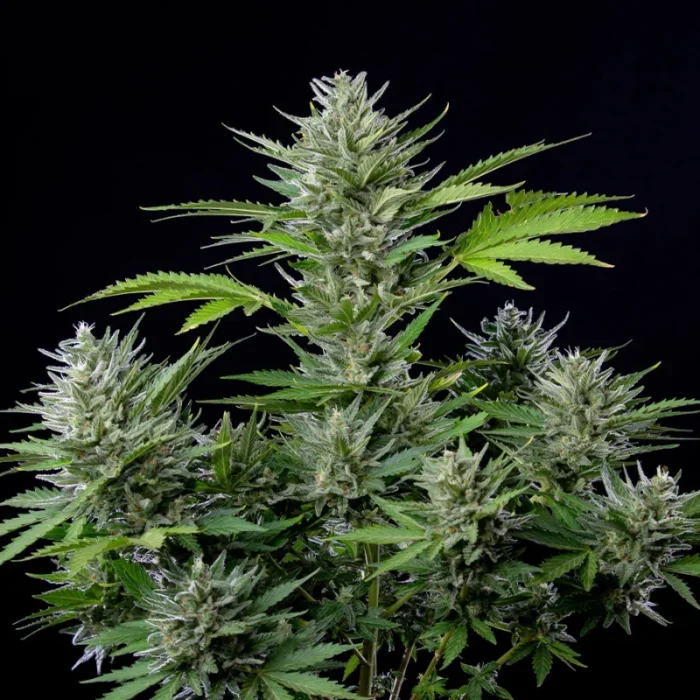 BUDDHA SEEDS - BUDDHA AUTO TANGIE FEM - immagine 1