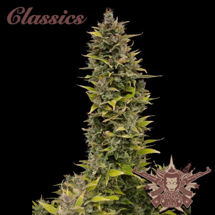 BUDDHA SEEDS - BUDDHA AK CLASSIC FEM – Bild 1