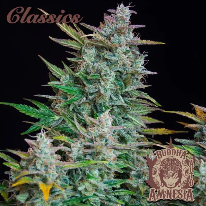 BUDDHA SEEDS - BUDDHA AUTO AMNESIA CLASSIC FEM - immagine 1
