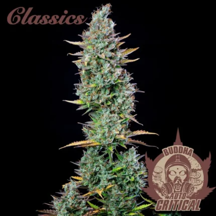 BUDDHA SEEDS - BUDDHA AUTO CRITICAL CLASSIC FEM
