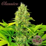 BUDDHA SAMEN - BUDDHA AUTO WHITE WIDOW CLASSIC FEM