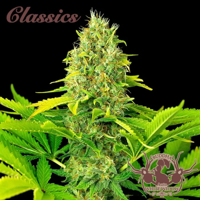 BUDDHA SAMEN - BUDDHA AUTO WHITE WIDOW CLASSIC FEM – Bild 1
