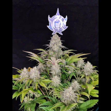 BUDDHA SEEDS - BUDDHA CRITICAL CLASSIC FEM