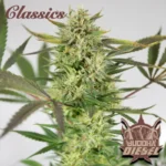 BUDDHA SEEDS - BUDDHA DIESEL CLASSIC FEM