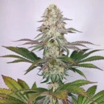BUDDHA SEEDS - BUDDHA DOSI2 FEM