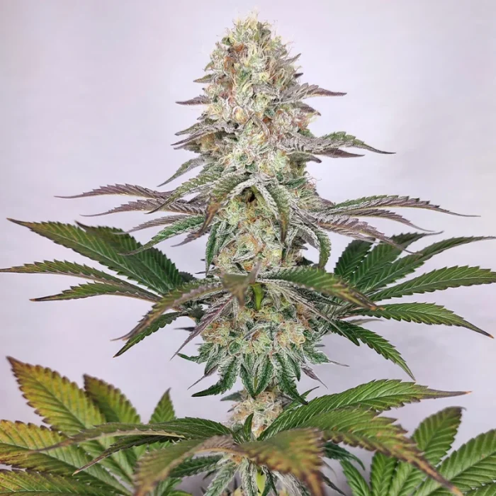 BUDDHA SEEDS - BUDDHA DOSI2 FEM - immagine 1