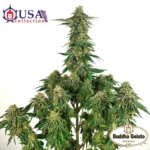 BUDDHA SEEDS - BUDDHA GELATO FEM