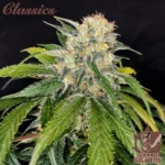BUDDHA SEEDS - BUDDHA SKUNK CLASSIC FEM
