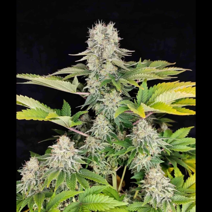 BUDDHA SEEDS - BUDDHA WHITE WIDOW CLASSIC FEM - immagine 1