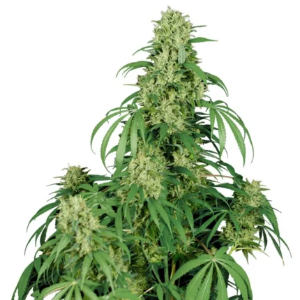 BUDDHA SEEDS - CALAMITY JANE AUTO FEM