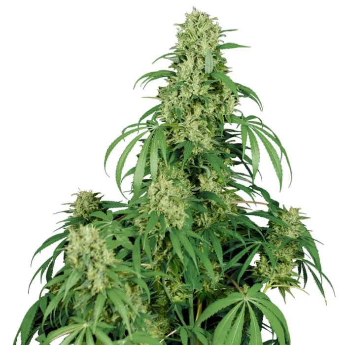 BUDDHA SEEDS - CALAMITY JANE AUTO FEM - immagine 1