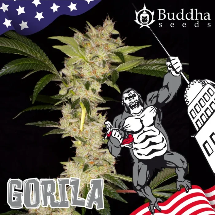 GRAINES DE BUDDHA - GORILA FEM – Image 1