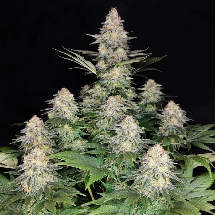 BUDDHA SEEDS - KRAKEN FEM - immagine 1