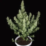 BUDDHA SEEDS - MAGNUM AUTO FEM