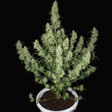 BUDDHA SEEDS - MAGNUM AUTO FEM