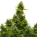 BUDDHA SEEDS - MEDIKIT AUTO FEM | BLISTER 1x10 SEMI
