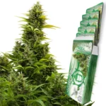 BUDDHA SEEDS - MEDIKIT AUTO FEM | BLISTER 1x10 SEMI - immagine 2