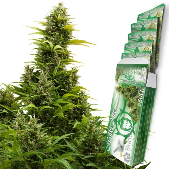 BUDDHA SEEDS - MEDIKIT AUTO FEM | BLISTER 1x10 SEMI - immagine 2